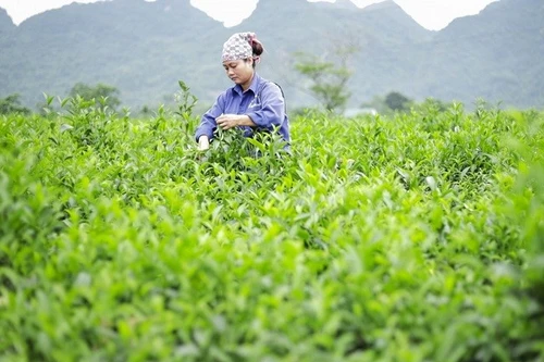 "Giải phóng" gần 500 container chè của Việt Nam bị kẹt tại cảng Karachi, Pakistan