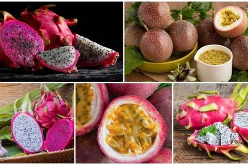 Chanh leo và thanh long Việt Nam đối diện nguy cơ bị EU siết chặt kiểm soát