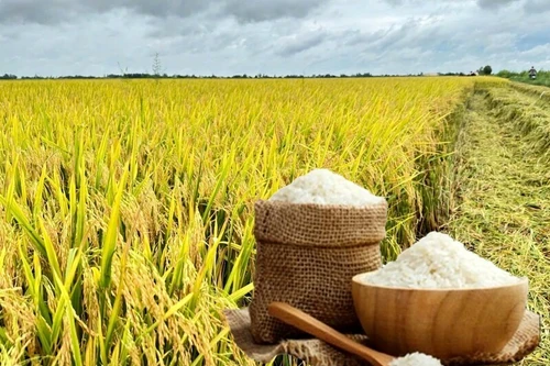 Xuất khẩu gạo năm 2026 sẽ khởi sắc?