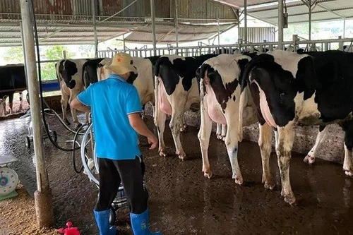 Mỗi người Việt sẽ tiêu thụ 100 lít sữa/năm