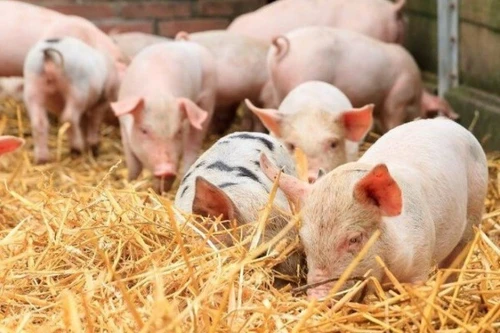 Thí điểm niêm yết và giao dịch thịt lợn trên Sở Giao dịch hàng hóa Việt Nam