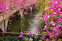 "Phát sốt" với tọa độ thác hoa giấy rực rỡ tựa phim điện ảnh ngay sát vách Hà Nội