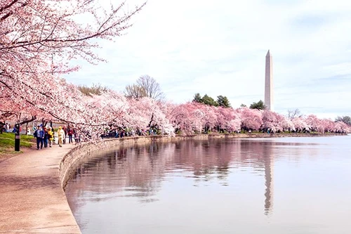 Nhật Bản tặng Mỹ 250 cây hoa anh đào nhân dịp 250 năm thành lập nước