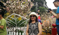 [Ảnh] Người dân Hà Nội chen chân chụp ảnh bên hoa anh đào Nhật Bản