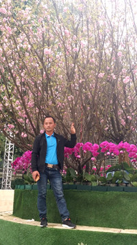 [Ảnh] Chưa khai mạc, Lễ hội hoa anh đào Nhật Bản-Hà Nội đã hút khách