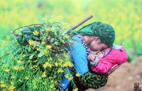 [ẢNH] Cái rét mướt của mùa đông vùng cao qua ánh nhìn trẻ thơ