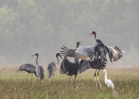 [Ảnh] Ngắm đàn sếu đầu đỏ di trú về phương Nam