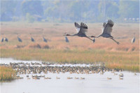 [Ảnh] Ngắm đàn sếu đầu đỏ di trú về phương Nam