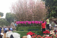 [Ảnh] Chưa khai mạc, Lễ hội hoa anh đào Nhật Bản-Hà Nội đã hút khách