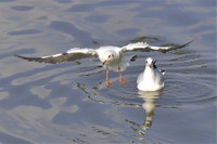 [Ảnh] Ngắm đàn sếu đầu đỏ di trú về phương Nam