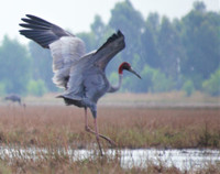 [Ảnh] Ngắm đàn sếu đầu đỏ di trú về phương Nam