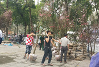 [Ảnh] Chưa khai mạc, Lễ hội hoa anh đào Nhật Bản-Hà Nội đã hút khách