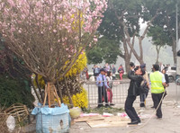 [Ảnh] Chưa khai mạc, Lễ hội hoa anh đào Nhật Bản-Hà Nội đã hút khách