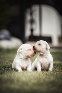 [Ảnh] Những khoảnh khắc ấn tượng về gia đình trên khắp thế giới