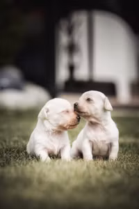 [Ảnh] Những khoảnh khắc ấn tượng về gia đình trên khắp thế giới