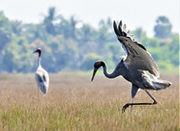 [Ảnh] Ngắm đàn sếu đầu đỏ di trú về phương Nam