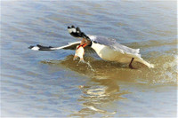 [Ảnh] Ngắm đàn sếu đầu đỏ di trú về phương Nam