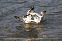 [Ảnh] Ngắm đàn sếu đầu đỏ di trú về phương Nam