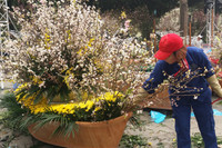 [Ảnh] Chưa khai mạc, Lễ hội hoa anh đào Nhật Bản-Hà Nội đã hút khách