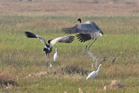 [Ảnh] Ngắm đàn sếu đầu đỏ di trú về phương Nam