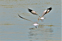 [Ảnh] Ngắm đàn sếu đầu đỏ di trú về phương Nam