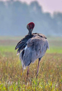 [Ảnh] Ngắm đàn sếu đầu đỏ di trú về phương Nam