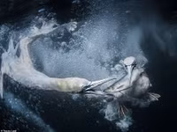 [Ảnh] Ấn tượng các bức ảnh đoạt giải Sony World Photography Awards 2019