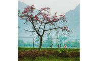 Ghé thăm mùa hoa gạo đỏ rực một góc trời