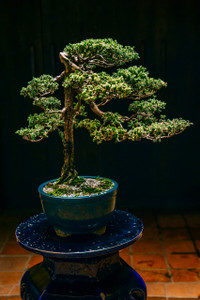[Ảnh] Đưa thiên nhiên thu nhỏ vào các tác phẩm nghệ thuật Bonsai Phố cổ