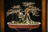 [Ảnh] Đưa thiên nhiên thu nhỏ vào các tác phẩm nghệ thuật Bonsai Phố cổ