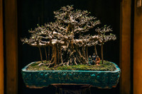 [Ảnh] Đưa thiên nhiên thu nhỏ vào các tác phẩm nghệ thuật Bonsai Phố cổ