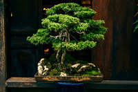 [Ảnh] Đưa thiên nhiên thu nhỏ vào các tác phẩm nghệ thuật Bonsai Phố cổ