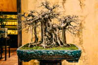 [Ảnh] Đưa thiên nhiên thu nhỏ vào các tác phẩm nghệ thuật Bonsai Phố cổ