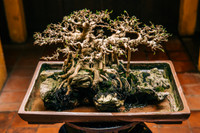 [Ảnh] Đưa thiên nhiên thu nhỏ vào các tác phẩm nghệ thuật Bonsai Phố cổ