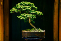 [Ảnh] Đưa thiên nhiên thu nhỏ vào các tác phẩm nghệ thuật Bonsai Phố cổ