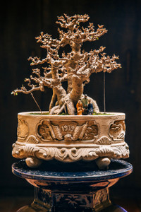 [Ảnh] Đưa thiên nhiên thu nhỏ vào các tác phẩm nghệ thuật Bonsai Phố cổ