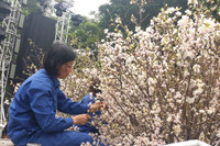 [Ảnh] Chưa khai mạc, Lễ hội hoa anh đào Nhật Bản-Hà Nội đã hút khách