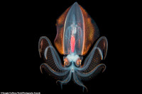 [ẢNH] Các bức ảnh ấn tượng của giải thưởng nhiếp ảnh Sony Photography Awards 2020