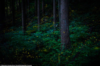 [ẢNH] Các bức ảnh ấn tượng của giải thưởng nhiếp ảnh Sony Photography Awards 2020