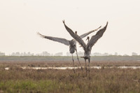[Ảnh] Ngắm đàn sếu đầu đỏ di trú về phương Nam
