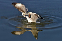 [Ảnh] Ngắm đàn sếu đầu đỏ di trú về phương Nam