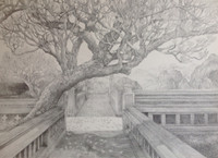 [Ảnh] Cây cổ thụ Hà Nội 