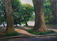 [Ảnh] Cây cổ thụ Hà Nội 