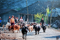 [ẢNH] Cái rét mướt của mùa đông vùng cao qua ánh nhìn trẻ thơ