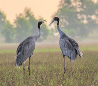 [Ảnh] Ngắm đàn sếu đầu đỏ di trú về phương Nam