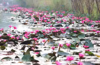 [Ảnh] Ngẩn ngơ mùa hoa súng nhuộm hồng suối Yến chùa Hương