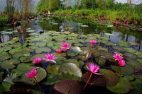 [Ảnh] Ngẩn ngơ mùa hoa súng nhuộm hồng suối Yến chùa Hương