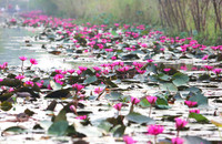 [Ảnh] Ngẩn ngơ mùa hoa súng nhuộm hồng suối Yến chùa Hương