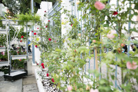 Lý Nhã Kỳ bất ngờ làm bà chủ quán cafe