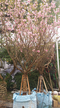 [Ảnh] Chưa khai mạc, Lễ hội hoa anh đào Nhật Bản-Hà Nội đã hút khách